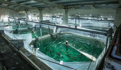 喜報(bào)！國信集團(tuán)兩家水產(chǎn)品公司入選青島首批新經(jīng)濟(jì)潛力企業(yè)